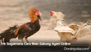 Trik Bagaimana Cara Main Sabung Ayam Online